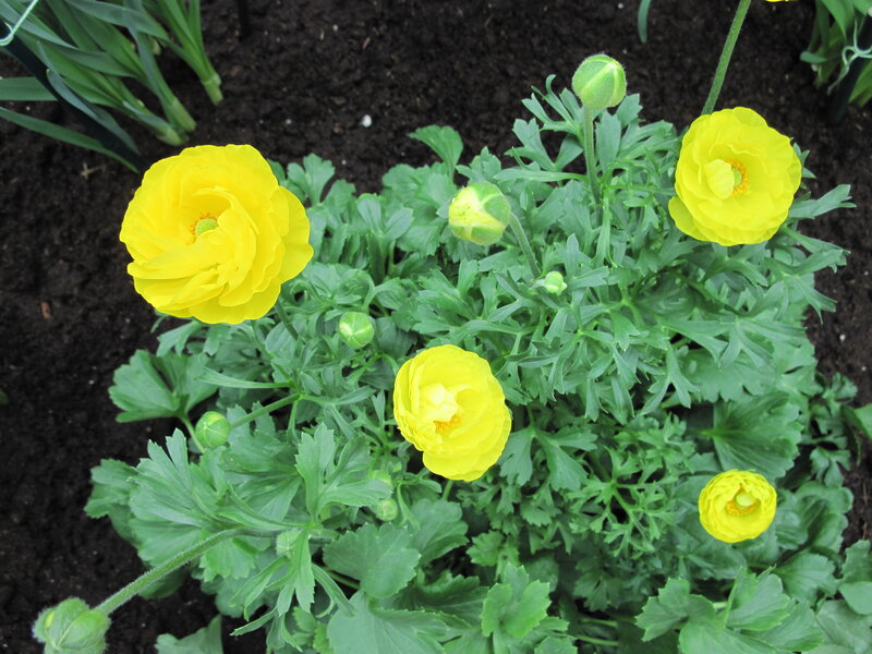 Yellow Buttercups in Soil