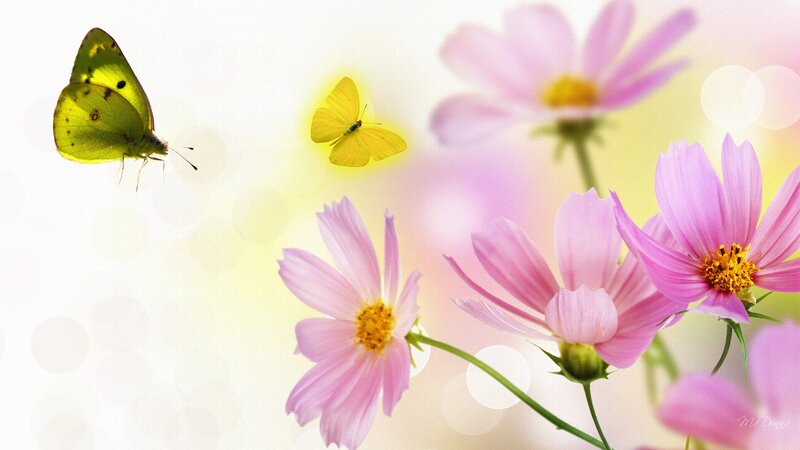 Yellow Butterflies and Pink Flowers