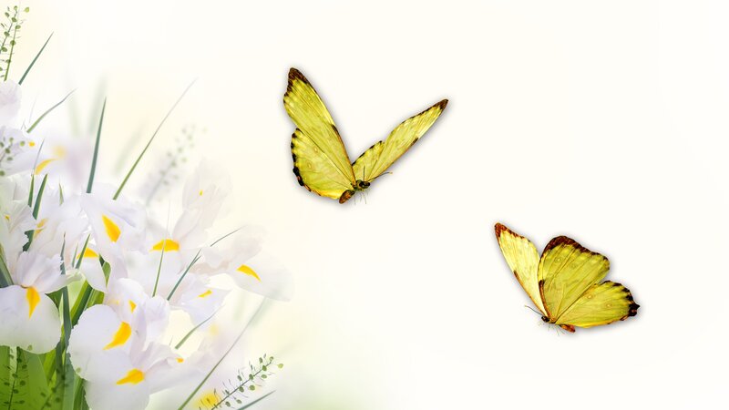 Yellow Butterflies and White Flowers