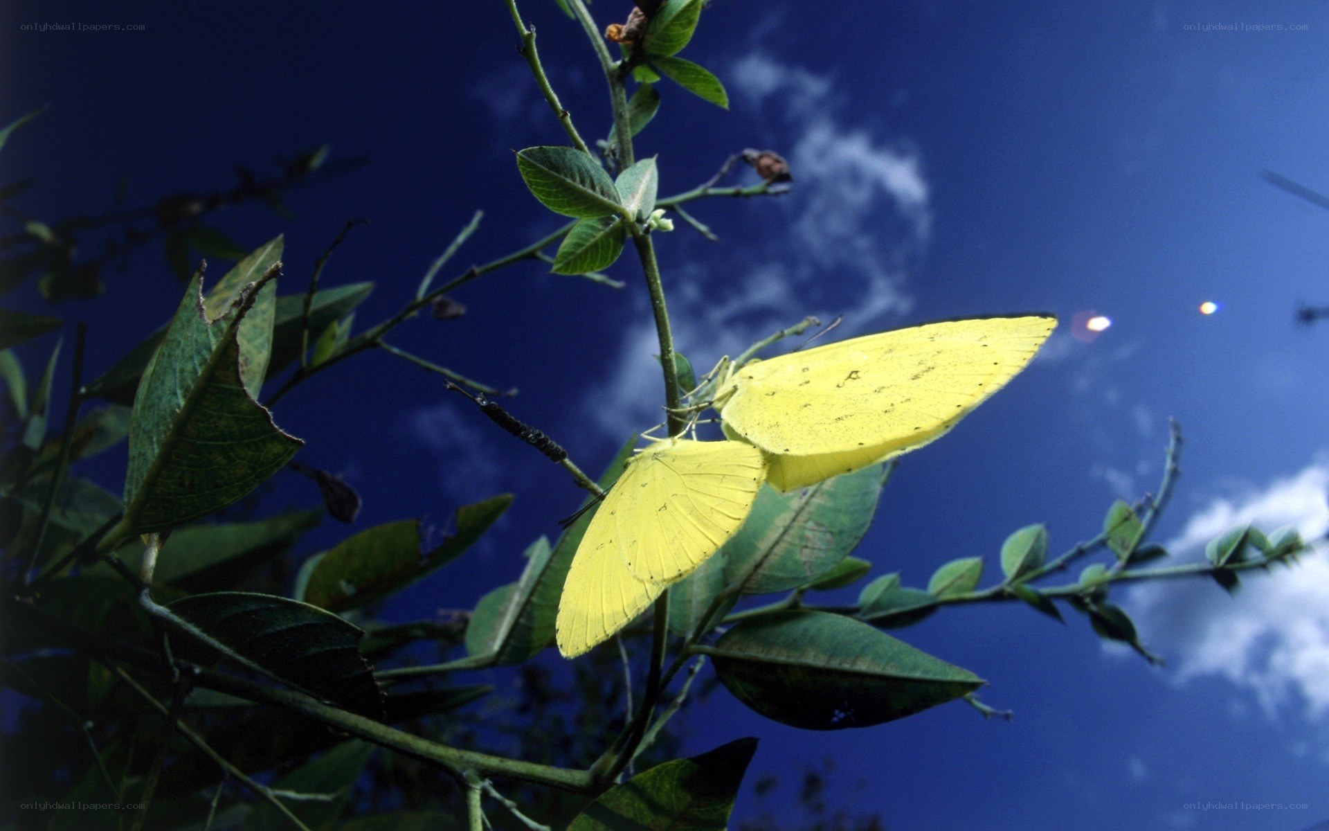 Yellow butterflies on a branch