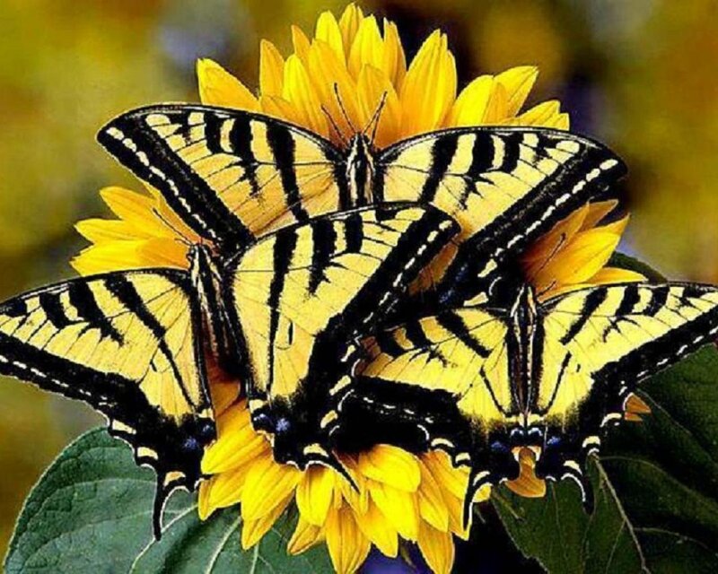 Yellow Butterflies on Flower — Calm, Summer