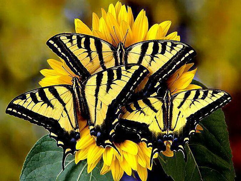 Yellow Butterflies on Flower — Calm