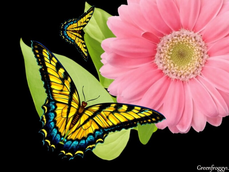 Yellow Butterflies on Flower — Pink
