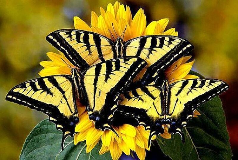 Yellow Butterflies on Flower