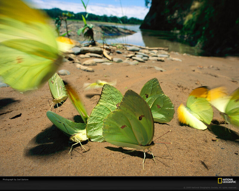 Yellow Butterflies on Sand