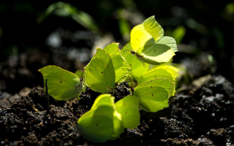 Yellow Butterflies on Soil