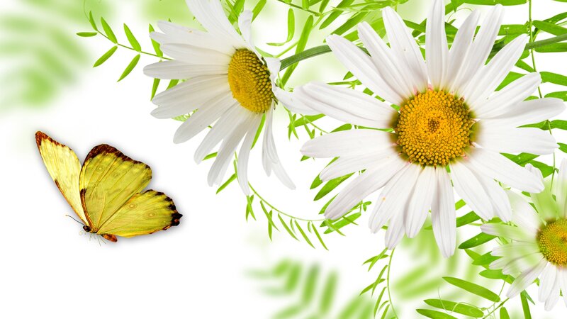 Yellow Butterfly and Daisies