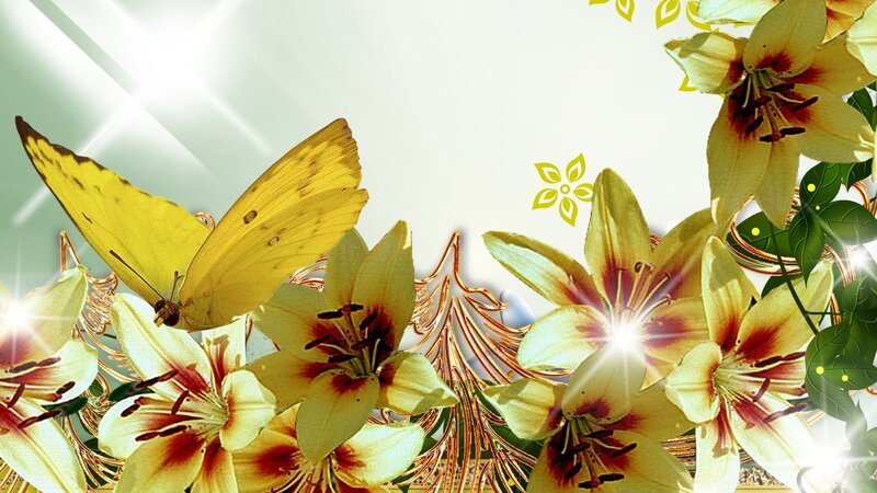 Yellow Butterfly and Lilies