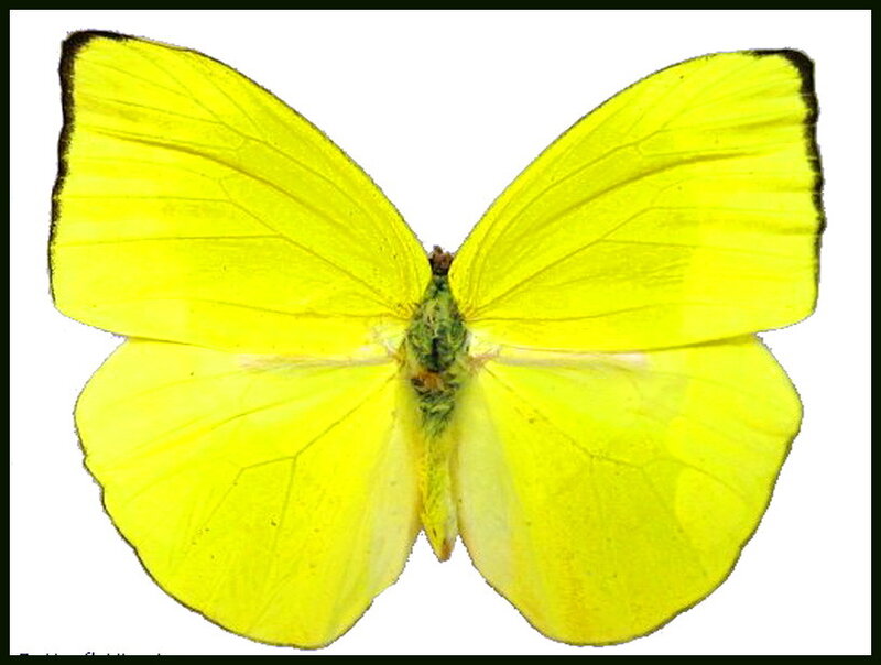 Yellow Butterfly — Calm