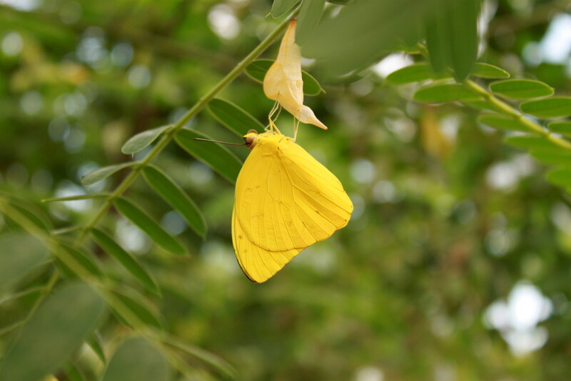 Yellow Butterfly Emerging