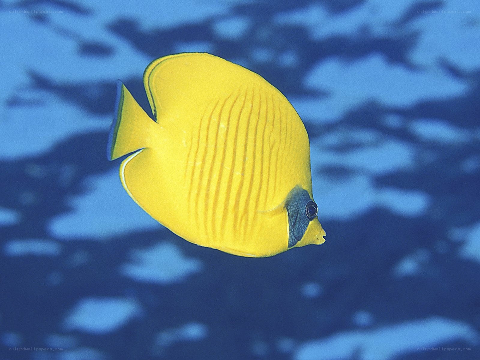 yellow butterfly fish