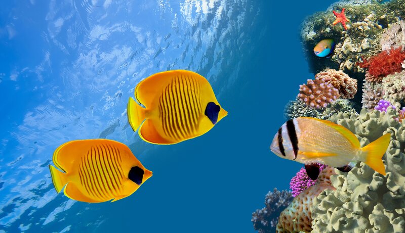 Yellow Butterfly Fish — Blue, Serene, Afternoon