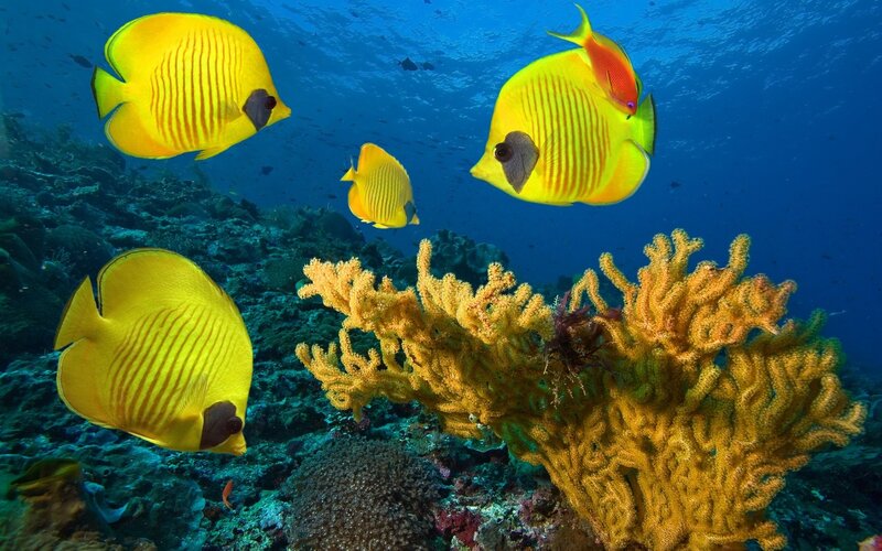 Yellow Butterfly Fish — Blue, Serene, Photograph, Coral, Ocean