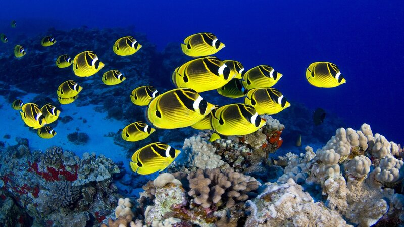 Yellow Butterfly Fish — Blue, Serene, Photograph, Coral Reef, Ocean, Black
