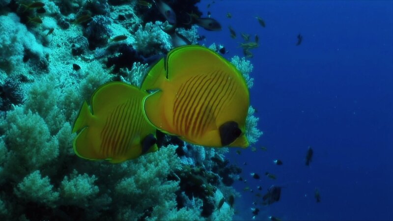 Yellow Butterfly Fish — Blue, Serene, Photograph, Coral Reef, Ocean