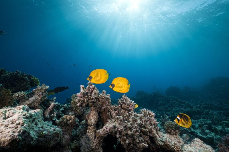 Yellow Butterfly Fish — Blue, Serene, Photograph, Coral Reef, Sunlight
