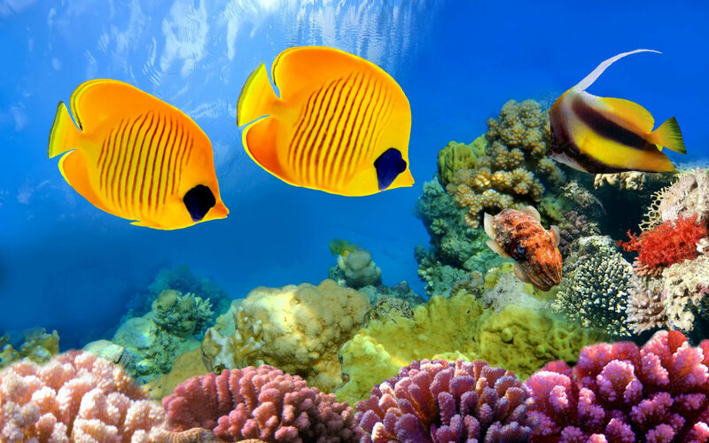 Yellow Butterfly Fish — Blue, Serene, Photograph, Coral Reef