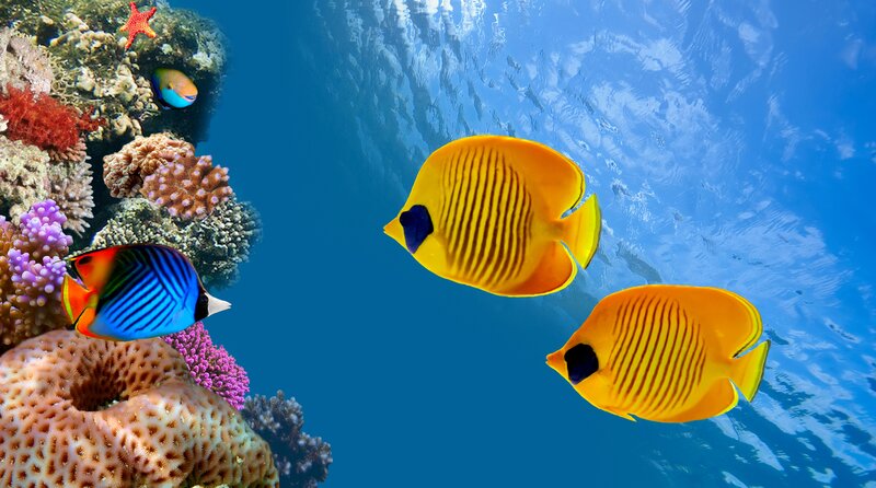 Yellow Butterfly Fish — Blue, Serene, Photograph