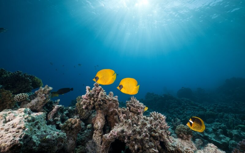Yellow Butterfly Fish — Blue, Serene