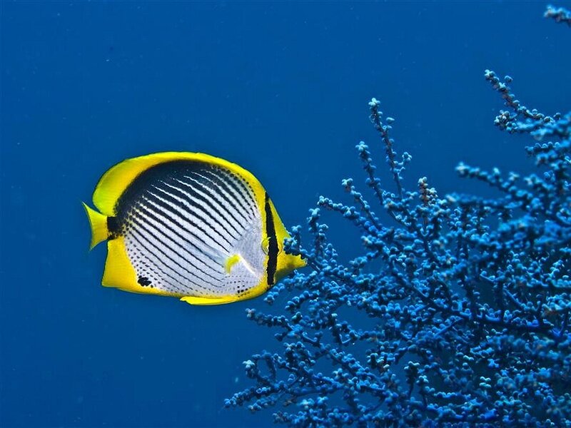 Yellow Butterfly Fish — Blue