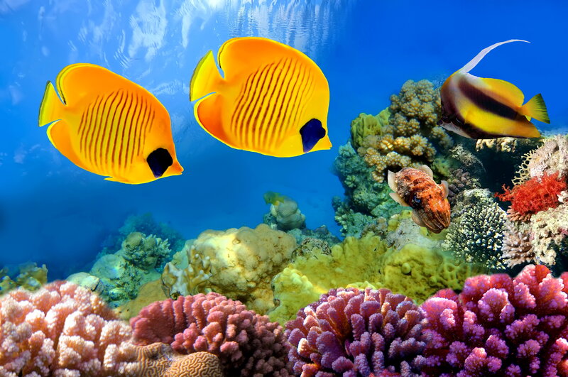 Yellow Butterfly Fish — Blue, Vibrant