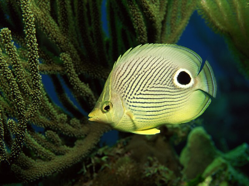 Yellow Butterfly Fish — Green, Serene