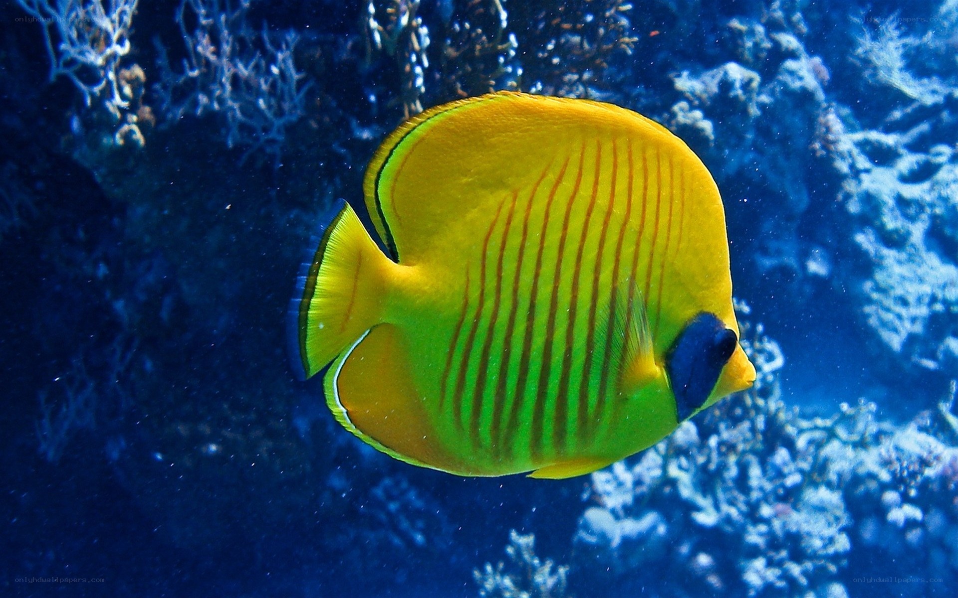 Yellow butterfly fish in coral reef