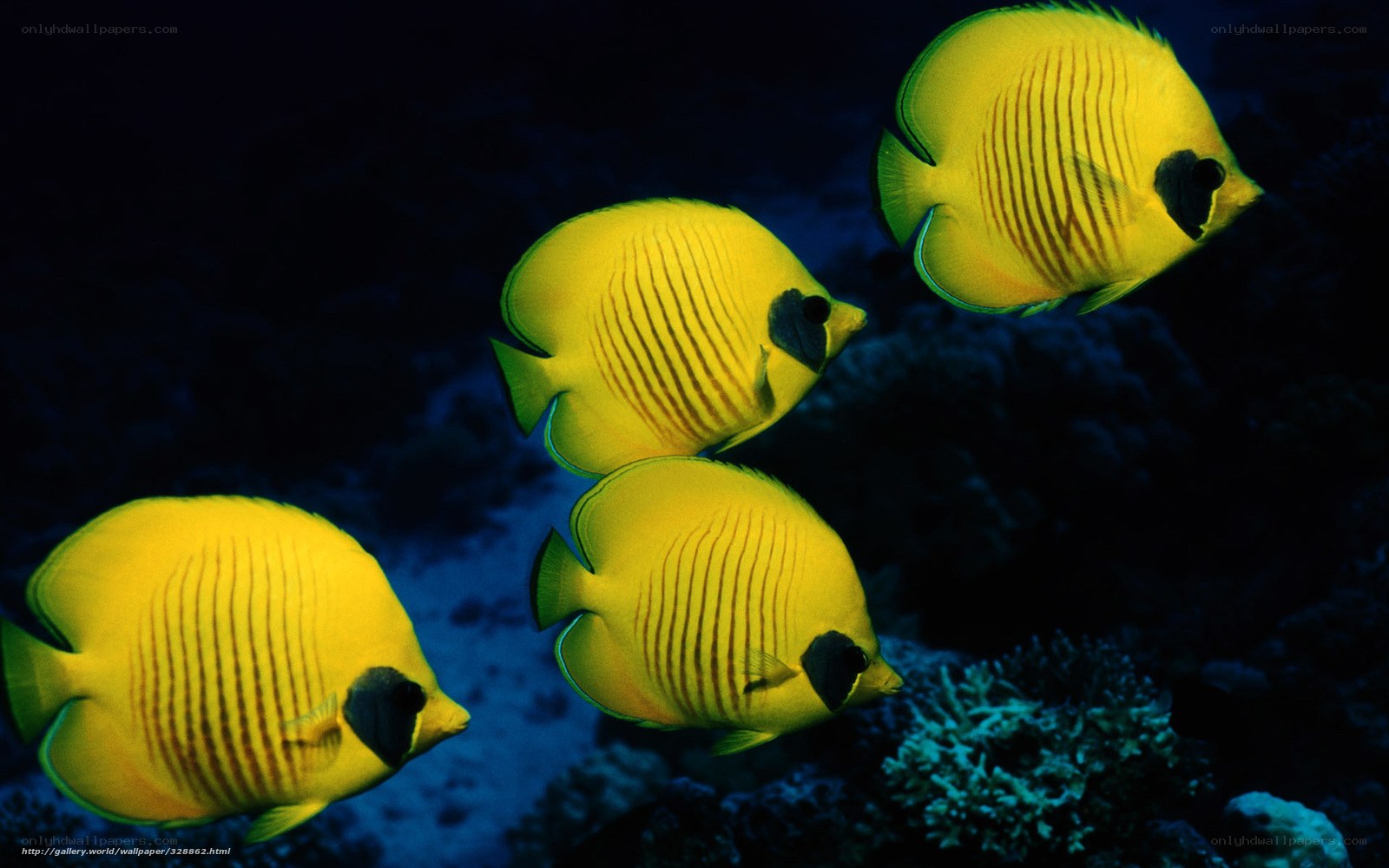 Yellow butterfly fish in coral reef