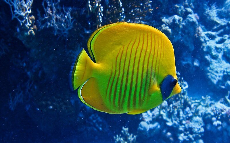yellow butterfly fish in coral reef