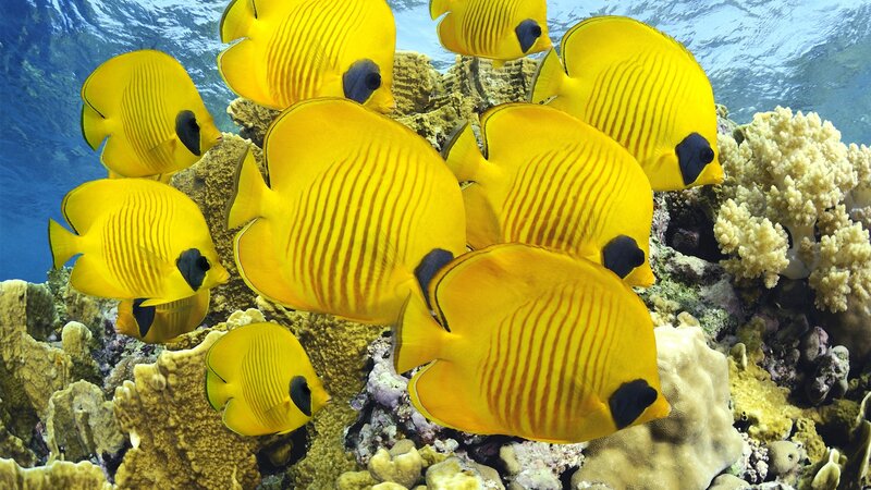 Yellow butterfly fish in coral reef