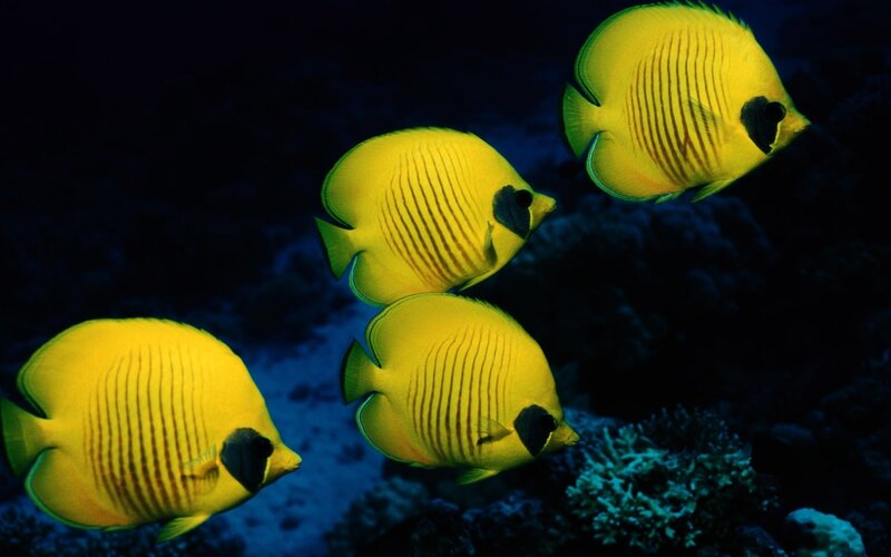 yellow butterfly fish in coral reef