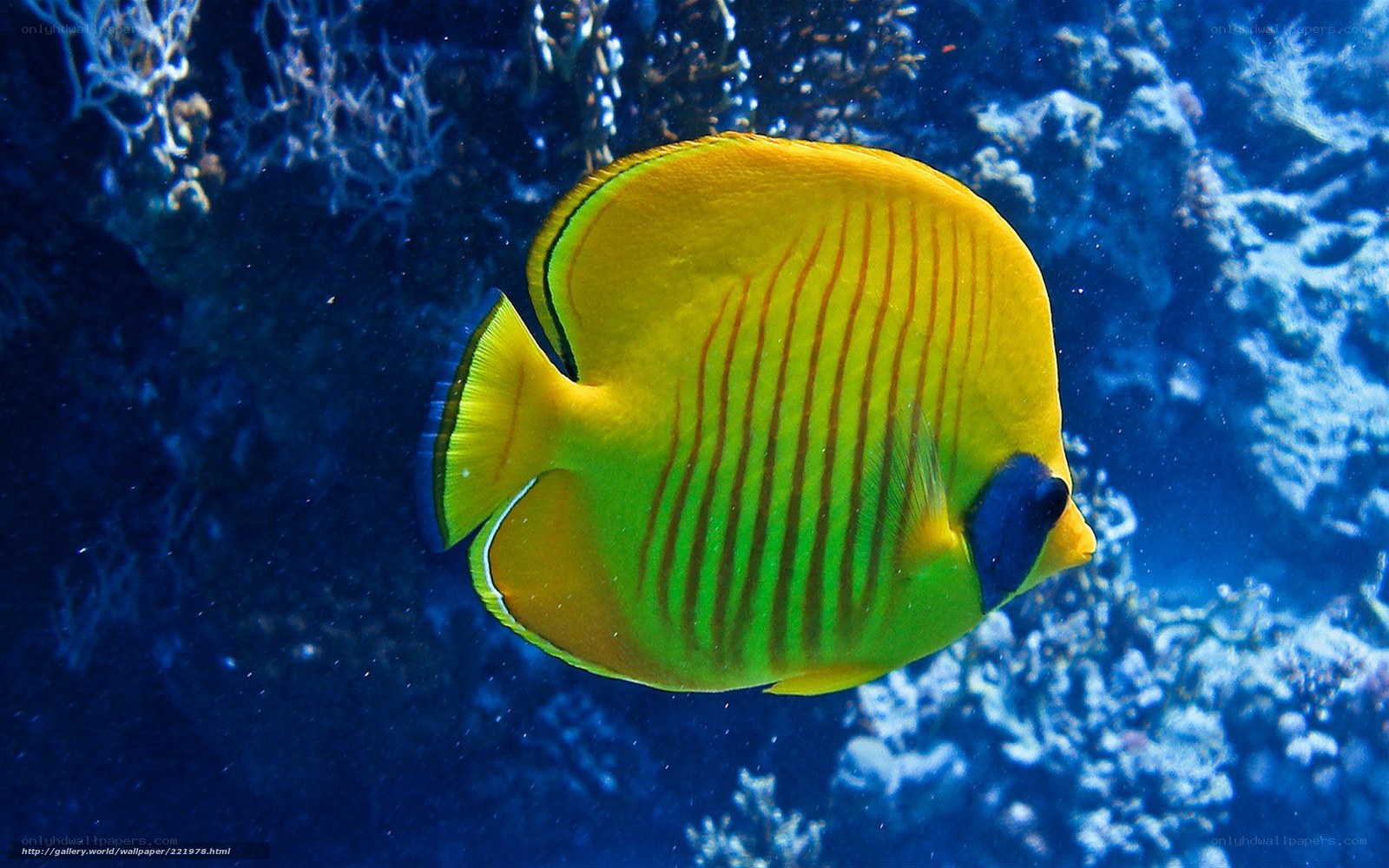 Yellow butterfly fish in coral reef