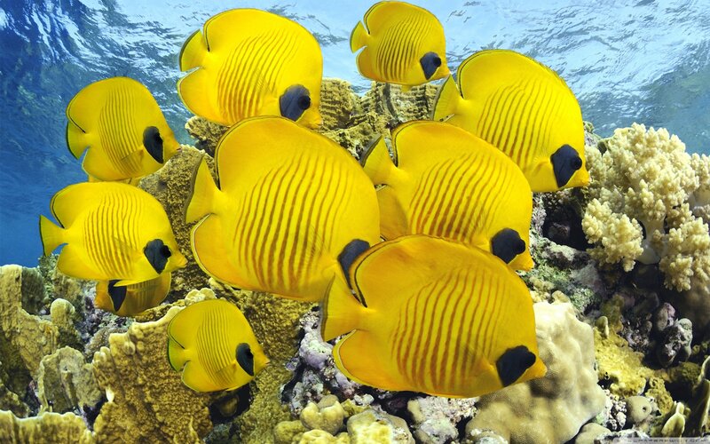 Yellow butterfly fish on coral reef