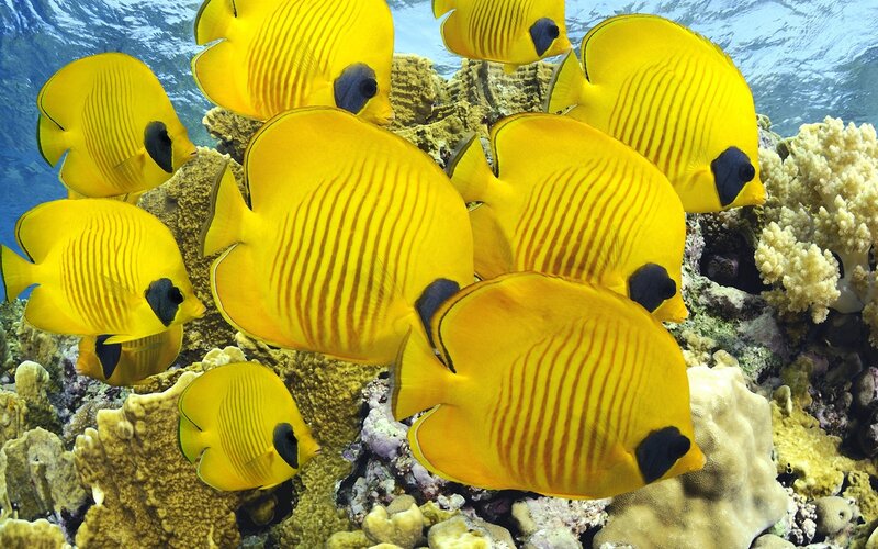 Yellow butterfly fish on coral reef