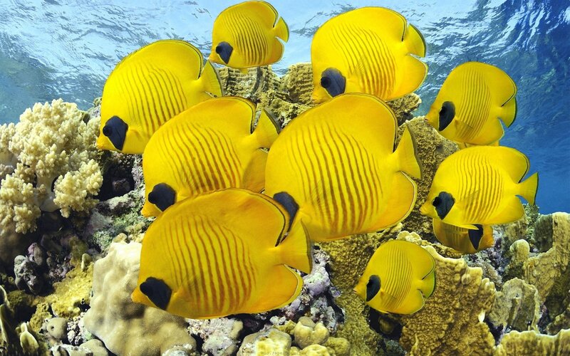 Yellow butterfly fish on coral reef
