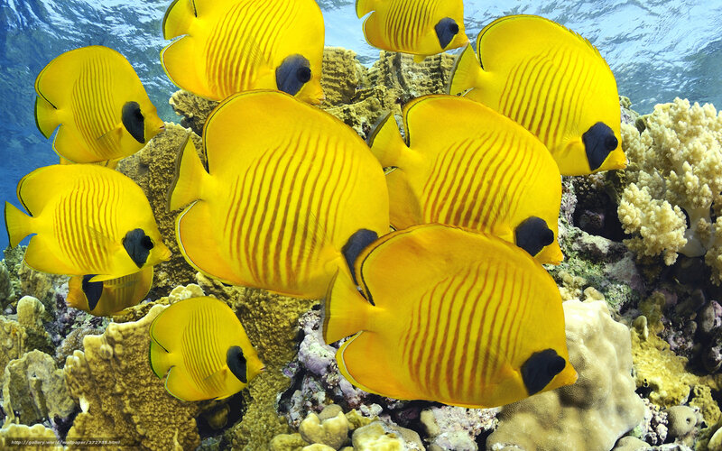 Yellow butterfly fish on coral reef