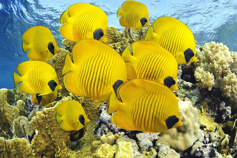 Yellow butterfly fish on coral reef