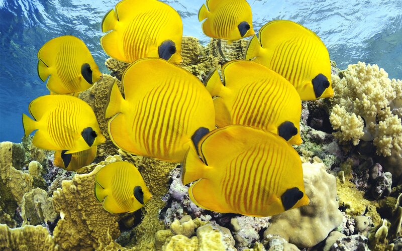 Yellow butterfly fish on coral reef