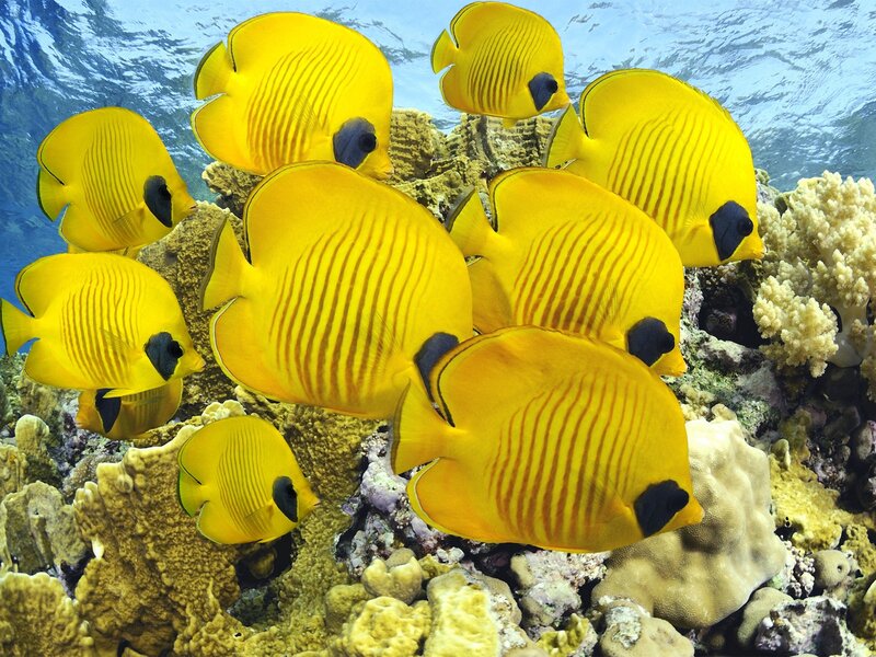 Yellow butterfly fish on coral reef