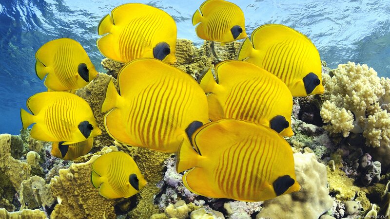 Yellow butterfly fish on coral reef