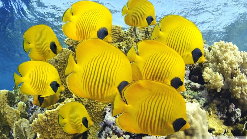 Yellow butterfly fish school