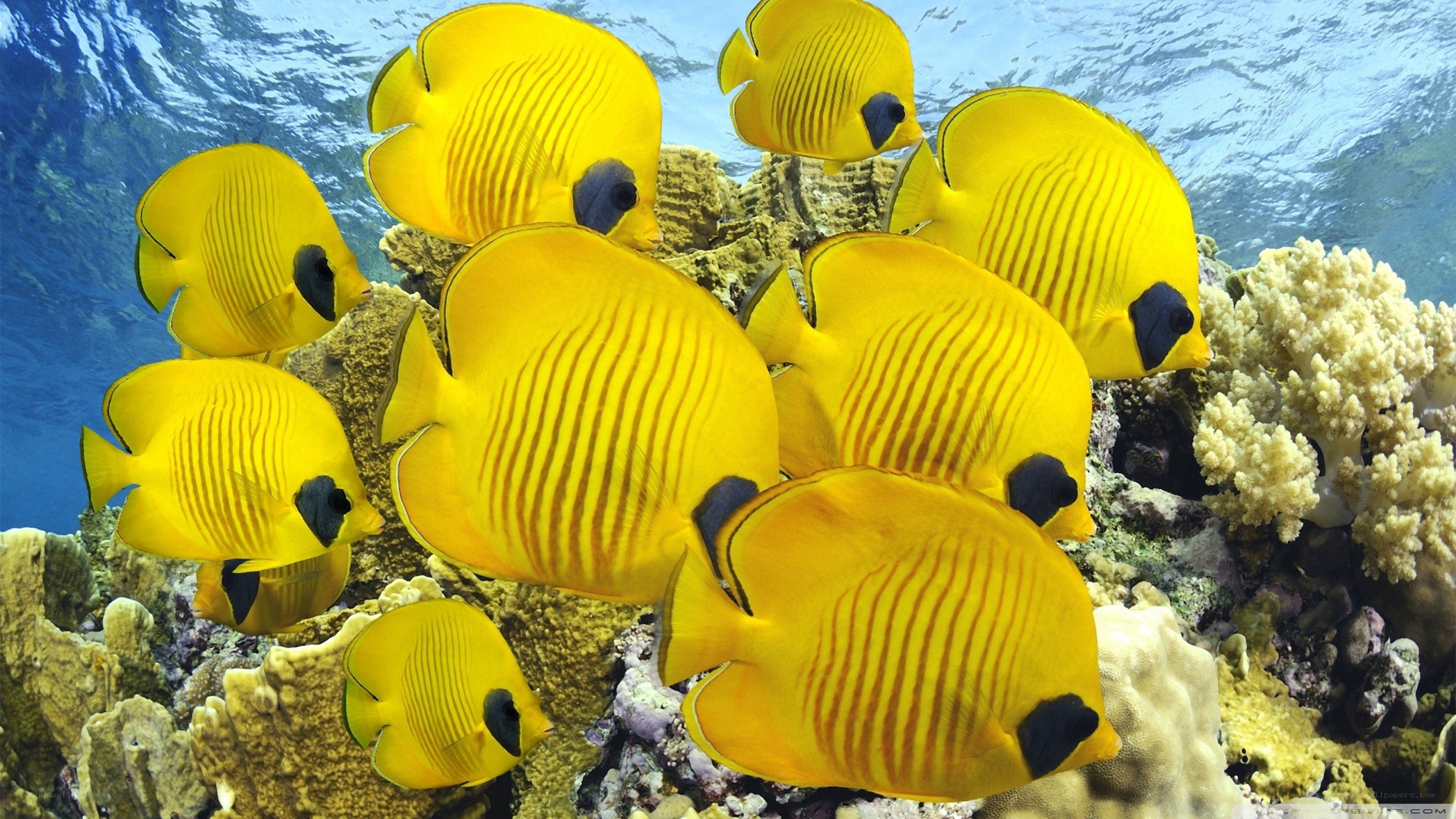 Yellow butterfly fish school