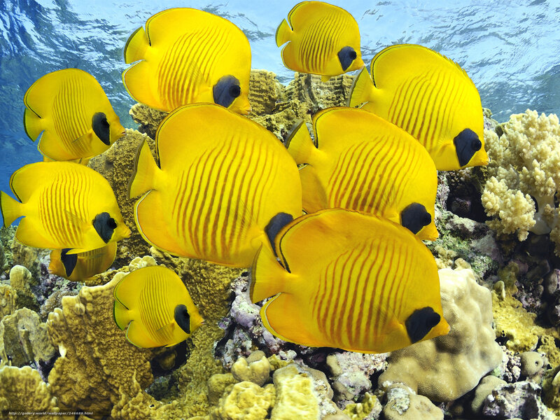 Yellow Butterfly Fish — Serene, Afternoon, Photograph, Coral Reef, Ocean Water