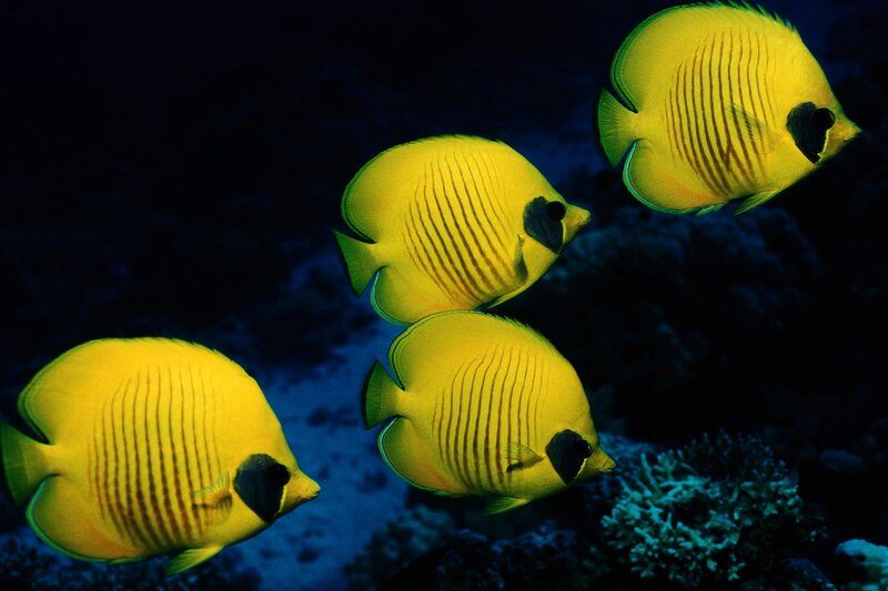 Yellow Butterfly Fish — Serene, Night