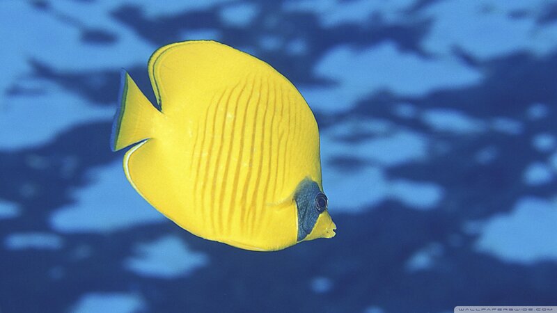 Yellow Butterfly Fish — Serene, Photograph, Ocean