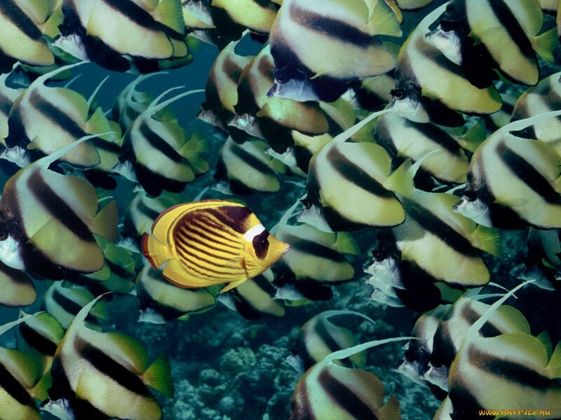 Yellow Butterfly Fish — Serene, Photograph