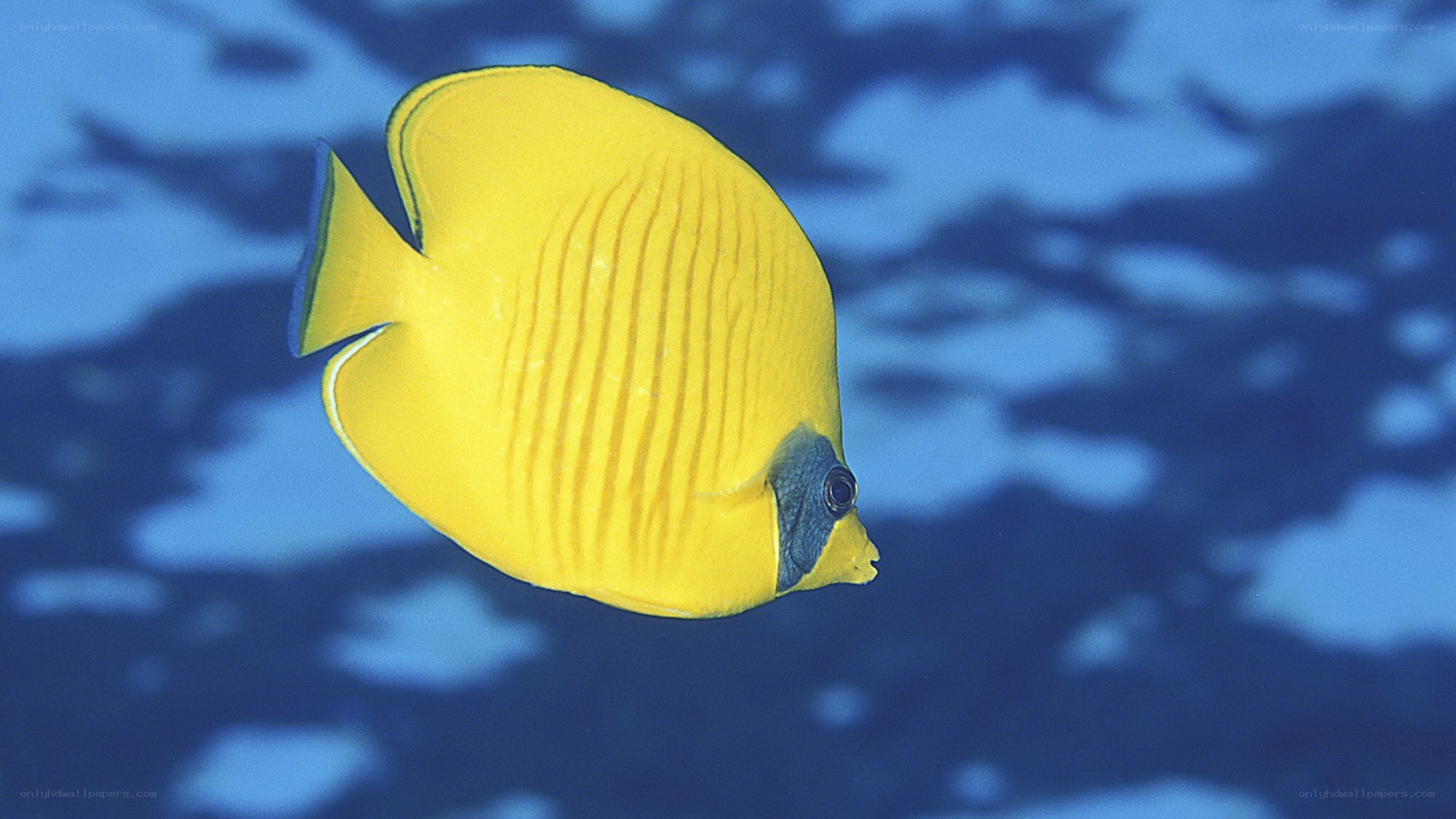 yellow butterfly fish swimming