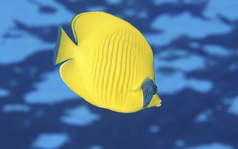 yellow butterfly fish