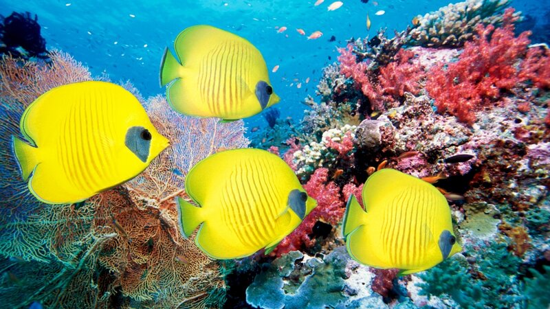 Yellow Butterfly Fish — Vibrant, Photograph