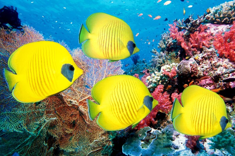 Yellow Butterfly Fish — Vibrant